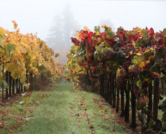 Winemaking in Sonoma